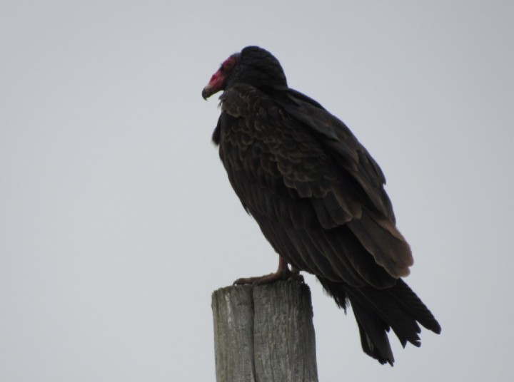 Turkey Vulture